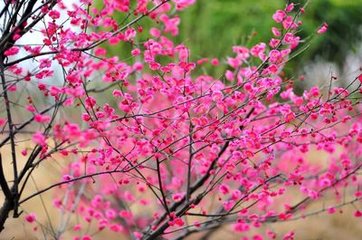 江神子/江城子 赋梅，寄余叔良