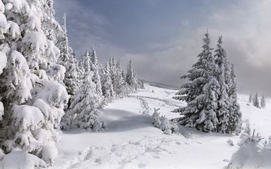 早朝贺雪寄陈山人