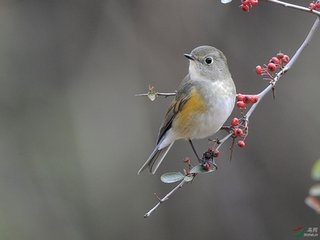 尾犯（林钟商）