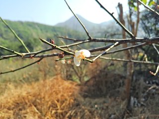 同赋梅花十二题·清晨