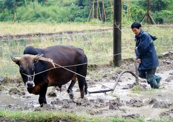 喜雨偶成