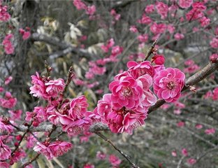 减字木兰花·九年离别