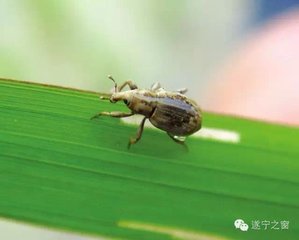 春同伯中之栎田