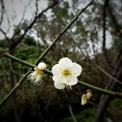 病中游祖塔院