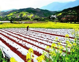 武陵春日