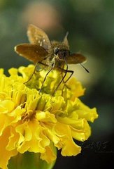 鹧鸪天·醉阅东风百种花