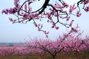 山间桃花盛开