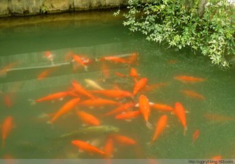 花港观鱼