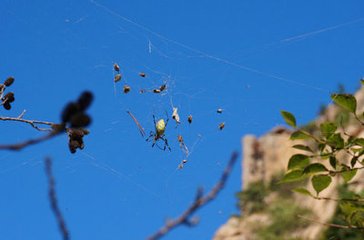 引驾行（中吕调）