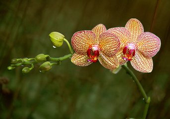 水兰花慢 元宵感旧