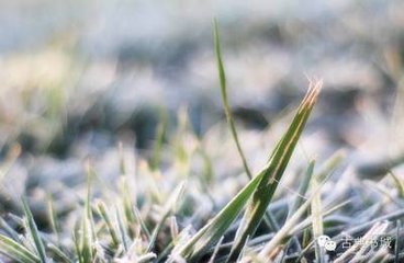 晨登乐游原，望终南积雪