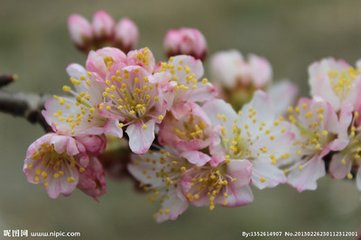 夜看樱桃花