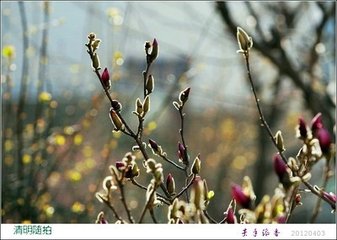 同锦州胡郎中清明日对雨西亭宴