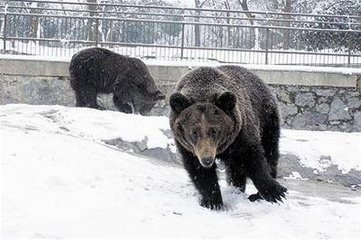 园竹为大雪所折