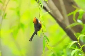 眼儿媚·暖云挟雨洗尘埃