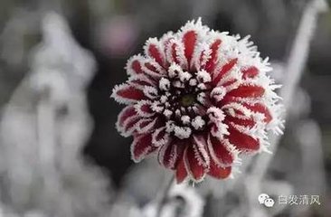 重九後风雨不止遂作小寒