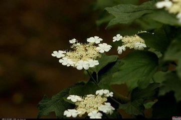 醉花阴（生日）