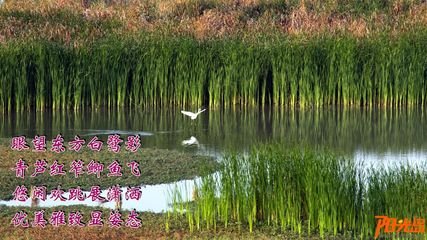 鹭鸶