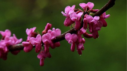 和微之诗二十三首。和雨中花