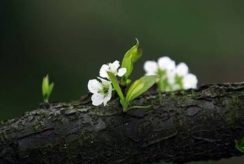 用雪坡春色韵