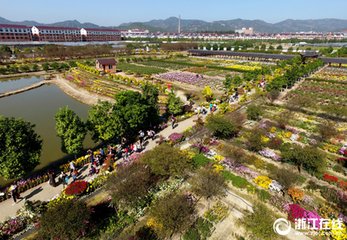 纯甫以予去岁九日赴东阳今年复趋府作菊花问