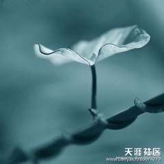 南歌子·鹊起惊红雨