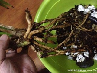 康侄招饮出示古洲所寄盆梅嘱坐客赋诗分韵得