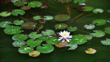 鹧鸪天·已分江湖寄此生