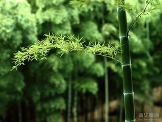 瑞鹤仙（母氏生朝二首）