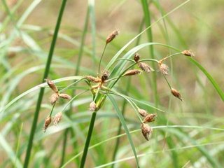 荆三棱