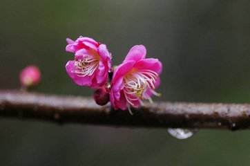 村雨