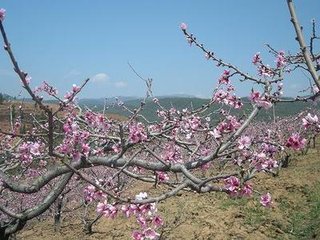 西昌闲步（二首）