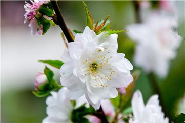 郁李甚开其花如雪以珍瓶贮之