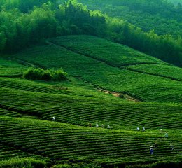 题茶山（在宜兴）