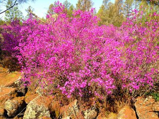 丁未正月春色已粲然露坐高风堂北观种花