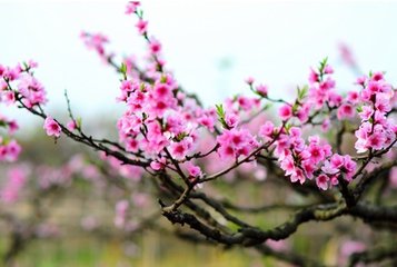 桃花流水（《龙泉十八景》之二）