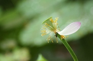 闻歌竹枝