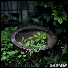 春中喜王九相寻 / 晚春