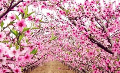 峡州程彦彪签判赋桃花读之良有佳致嗣韵敬呈