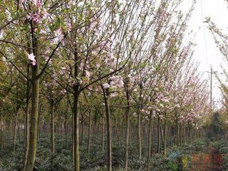 奉和真宗御製后苑杂花海棠