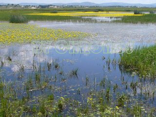 木兰后池三咏·浮萍