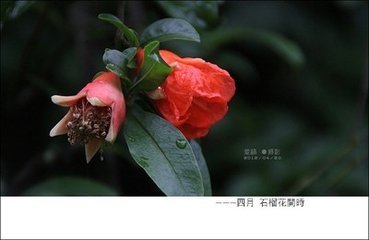 碧蝉儿花