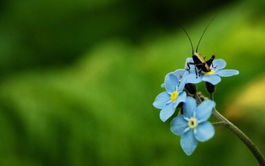 使东川·清明日