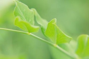 立夏后熟甚既而楝花风作极寒