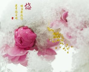 春雪间早梅