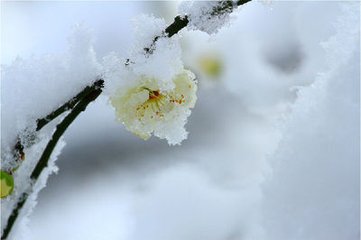 访梅值雪示觉慈升老