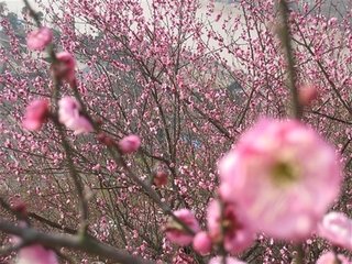 临海僧珂公出梅花诗和其韵