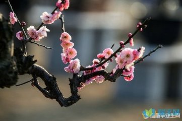 酬蓝田崔丞立之咏雪见寄