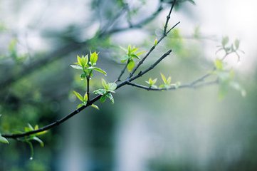 春雨一篇呈纯甫贤僚县庠诸彦