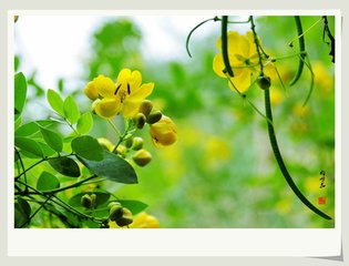 清平乐·野花芳草